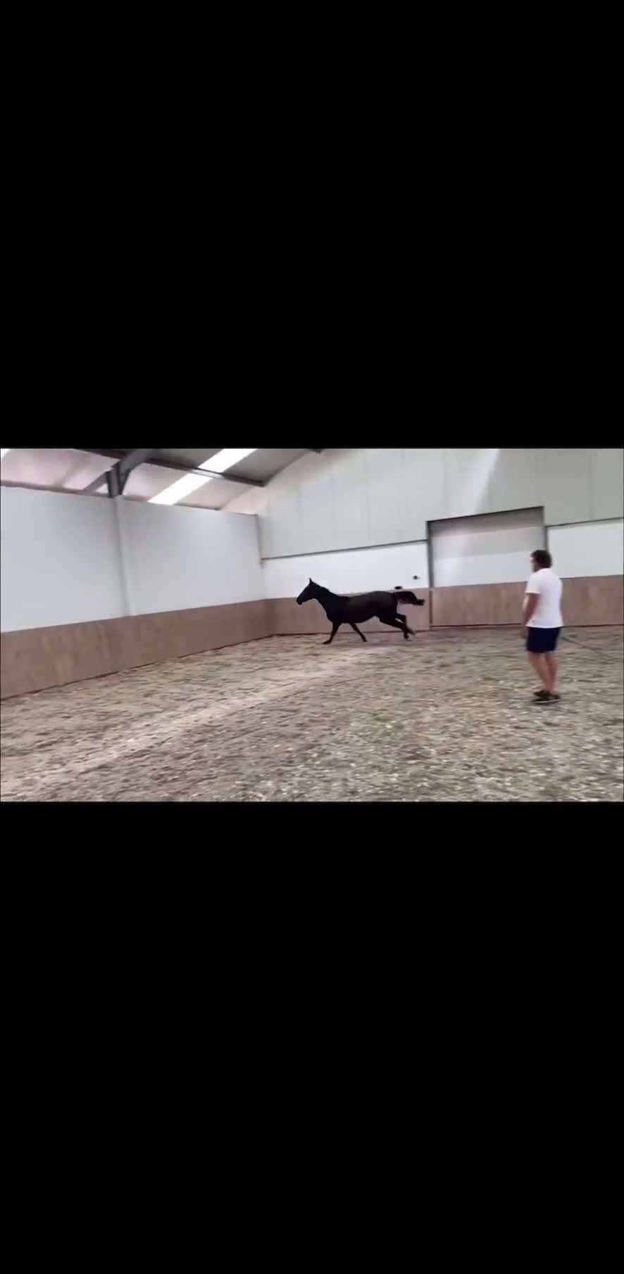 Avelshästar hästar till salu: Fint avelsto i Örnsköldsvik - Video 1