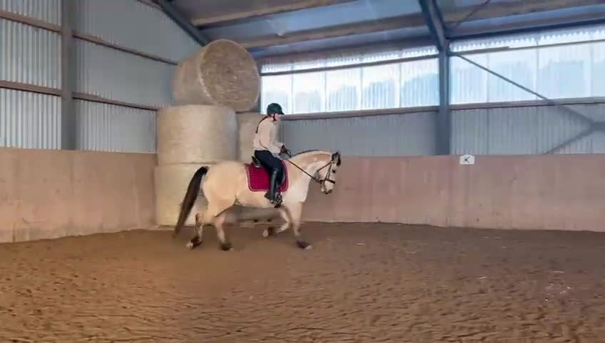 Allround hästar till salu: Pigg och positiv ponny i Lomma - Video 3