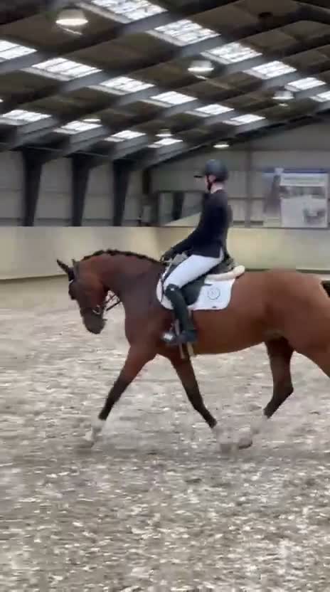 Dressyr hästar till salu: Dont miss out on this one!  - Video 2