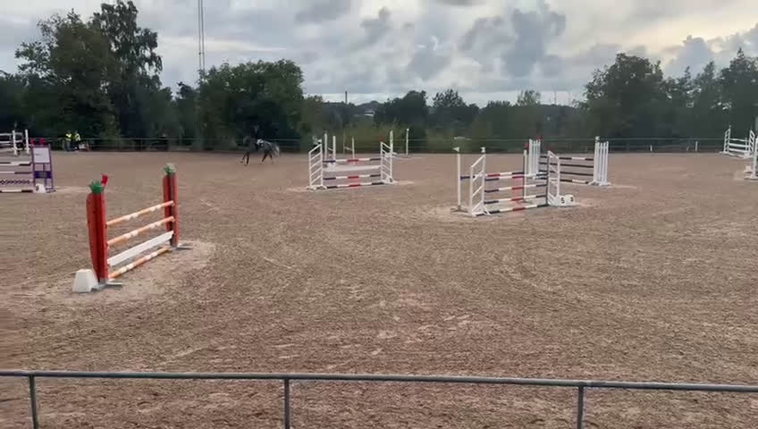 Hoppning hästar till salu: Kvalitetssto - Video 2