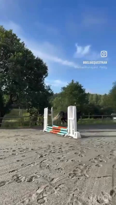 Allround hästar till salu: D-ponny 5år säljes i Veddige - Video 1