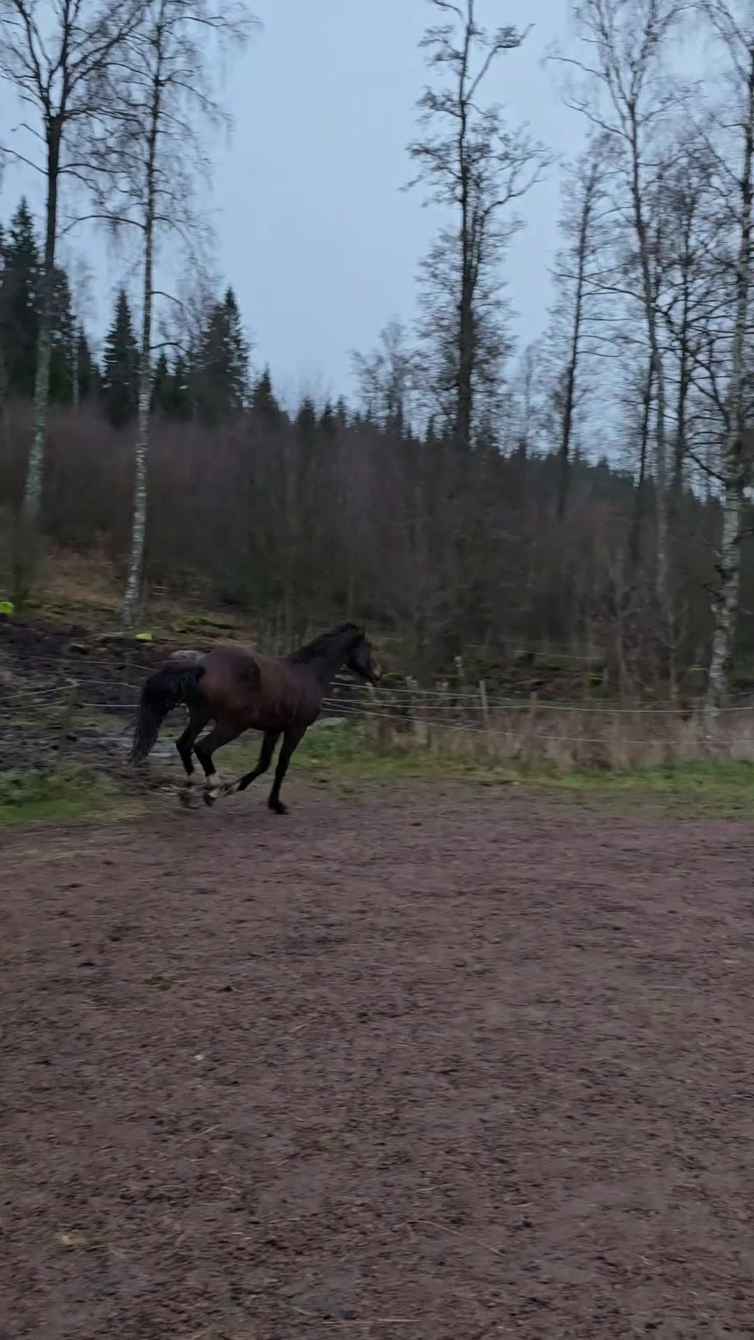 Dressyr hästar till salu: Dressyrstammad unghäst - Video 2