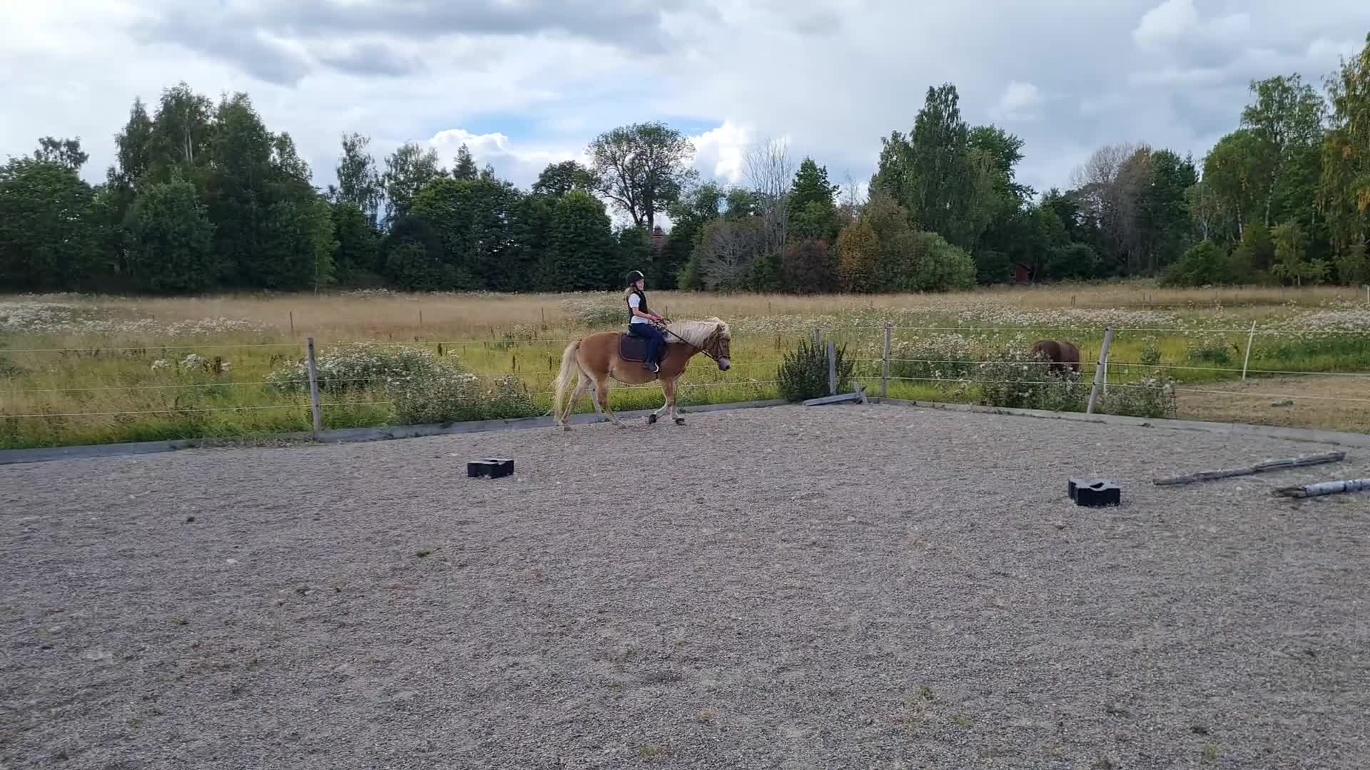 Allround hästar till salu: Jättetrevligt russ sto - Video 4