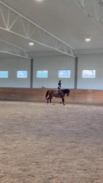 Allround hästar till salu: Fin ridtravare säljes - Video 1