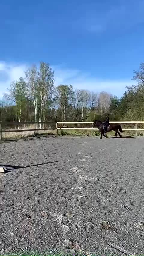Island hästar till salu: Värdens finaste häst❤️ i Oskarshamn - Video 2