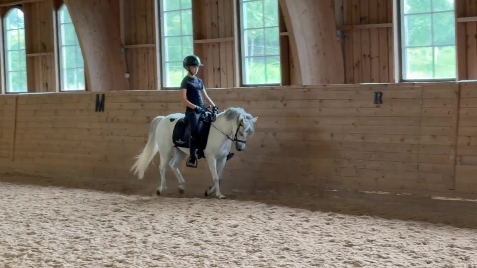 Allround hästar till salu: Dröm ponnyn för alla ryttare - Video 1