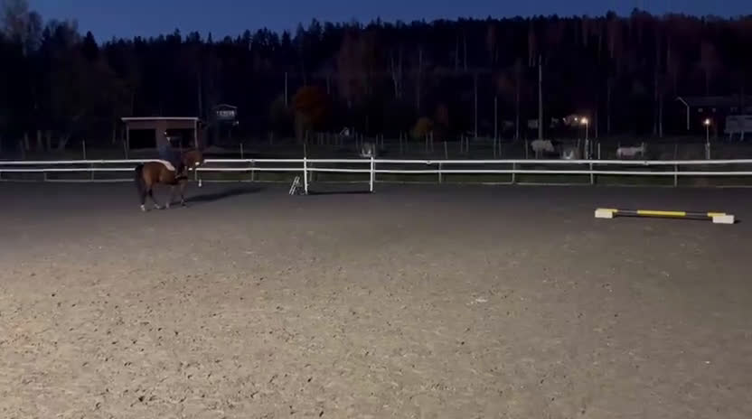 Allround hästar till salu: Allround sto i Bjästa - Video 3