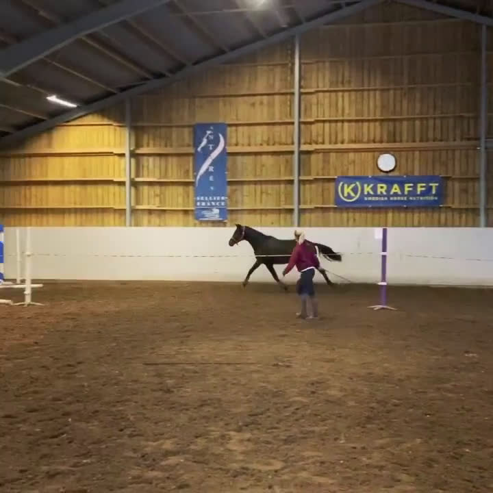 Hoppning hästar till salu: Lovande unghäst! SÅLD - Video 4