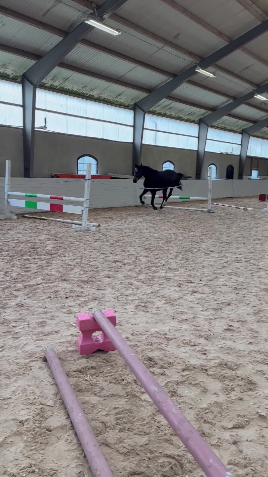 Dressyr hästar till salu: Lovande 4-årig valack med härlig inställning - Video 2