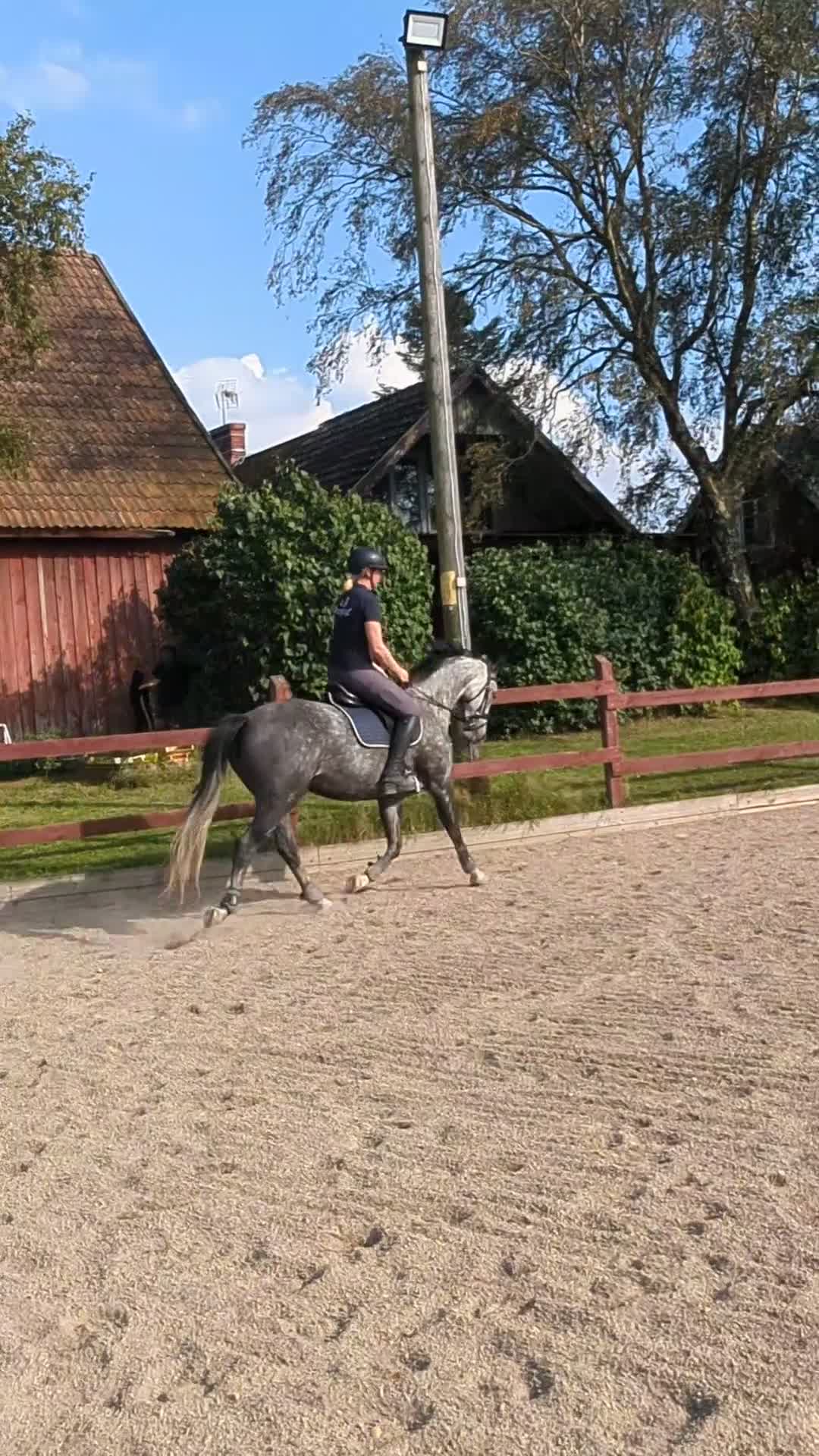 Allround hästar till salu: Allroundhäst med det lilla extra  - Video 2