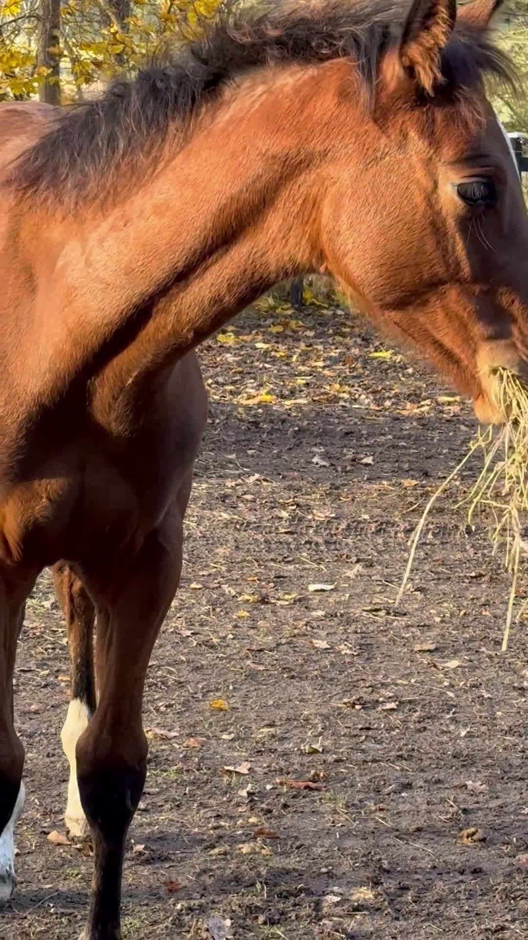 Hoppning hästar till salu: Blivande hoppstjärna  - Video 1
