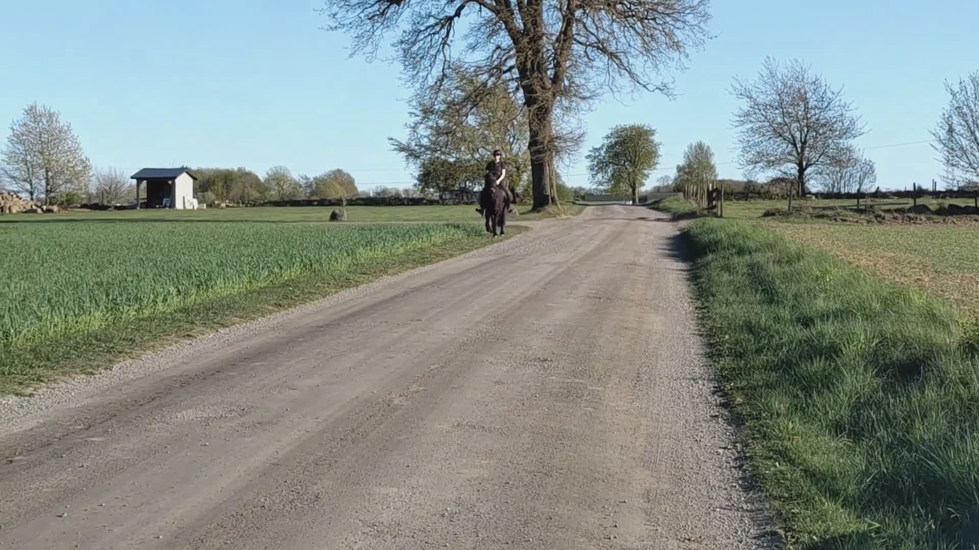 Island hästar till salu: Trygg islandshäst med fin tölt - Video 2
