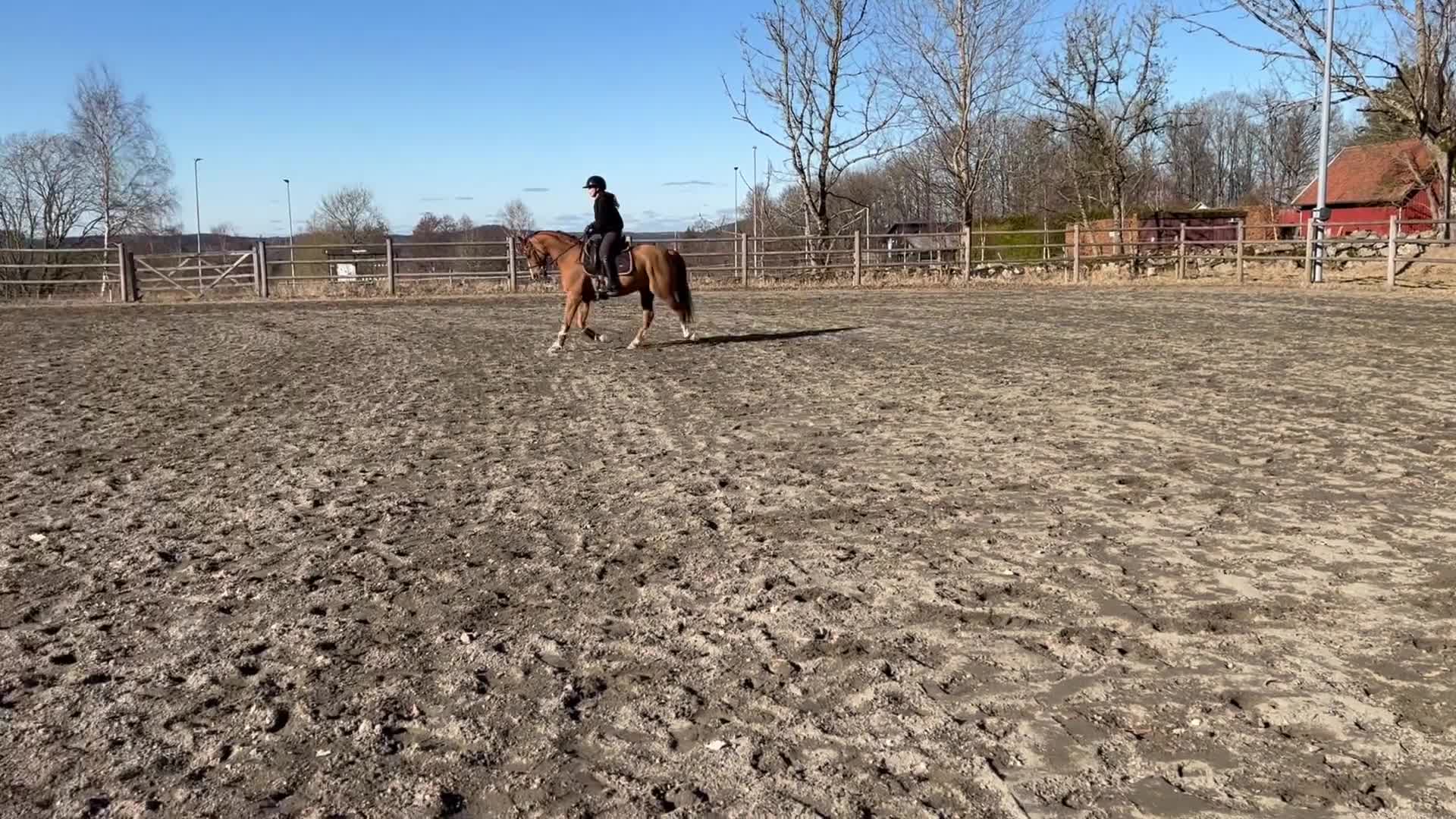  foderhäst finnes: Fodervärd sökes🤎 - Video 1