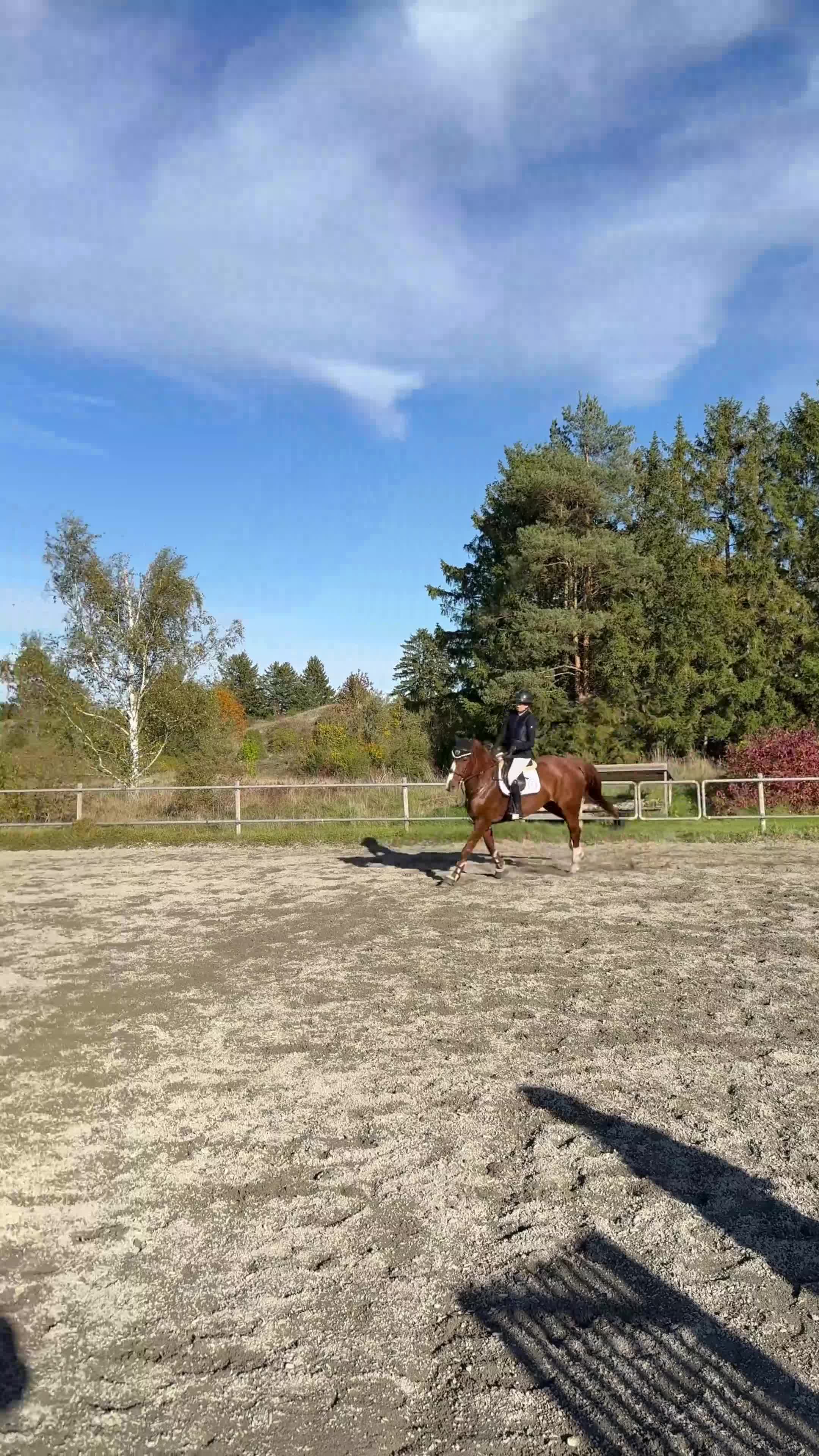 Allround hästar till salu:  Chandra – kvalitetsto med stor kapacitet - Video 1