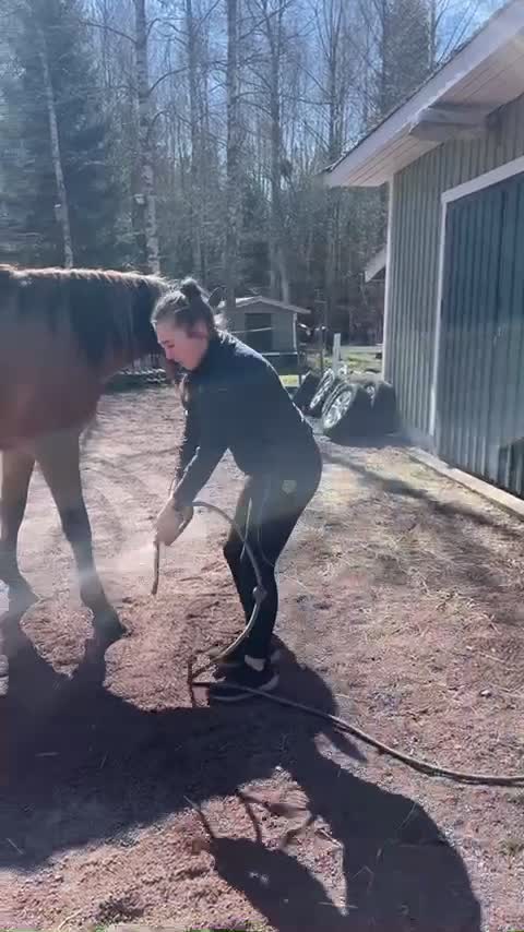 Allround hästar till salu: Triton söker sitt för alltid hem  - Video 5