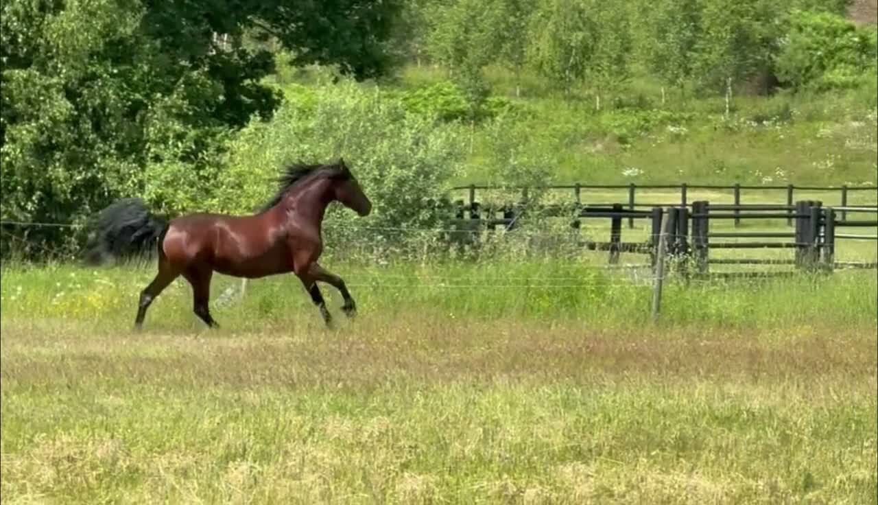 Allround hästar till salu: 5-årigt sto med stor potential i Bålsta - Video 1