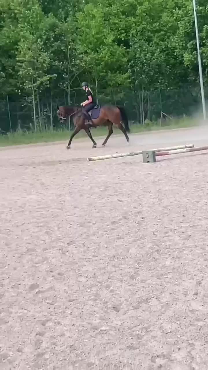 Allround hästar till salu: ❤️Prima Kalejs❤️ i Korsberga - Video 1