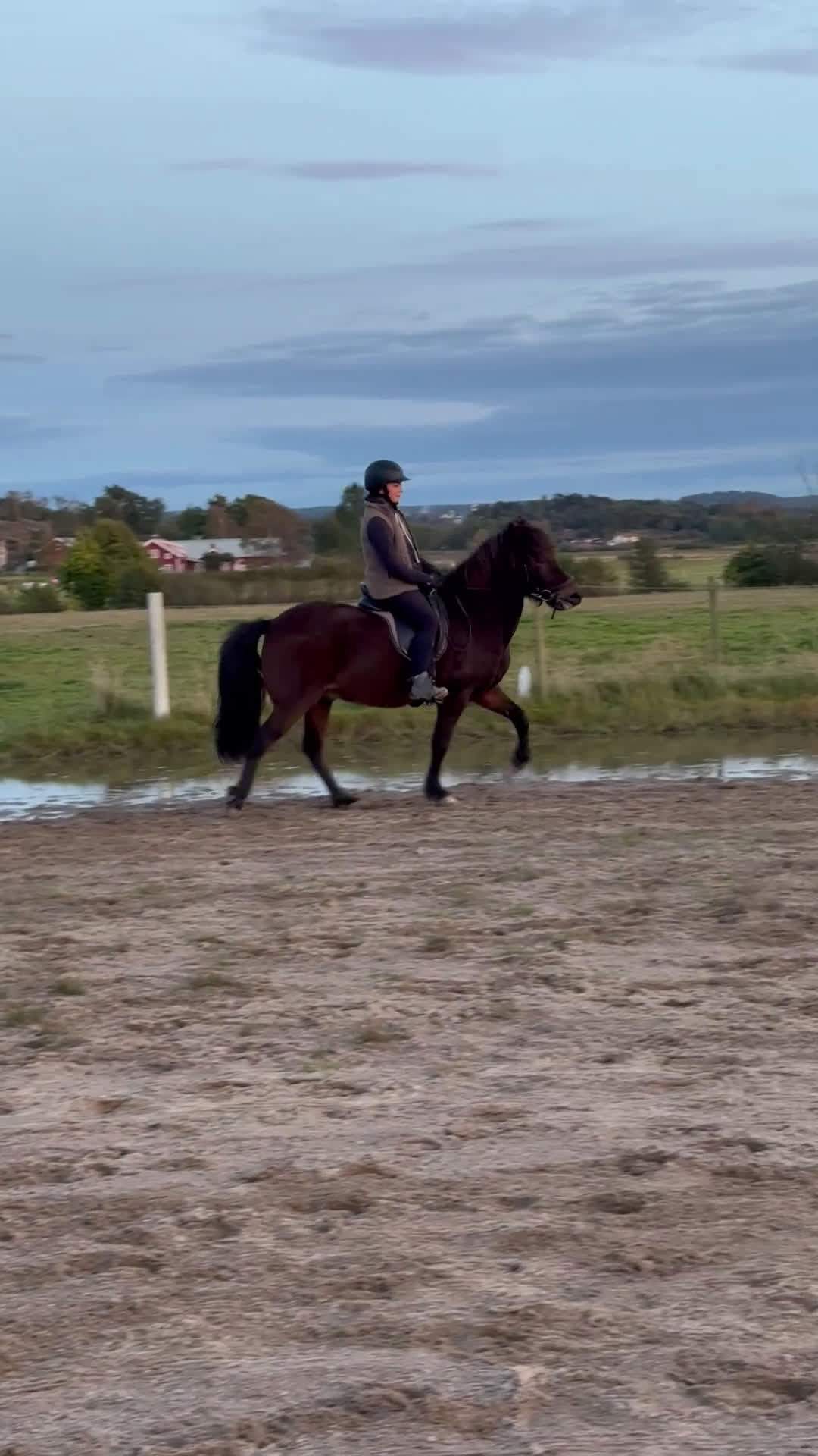 Island hästar till salu: Vacker valack - Video 3
