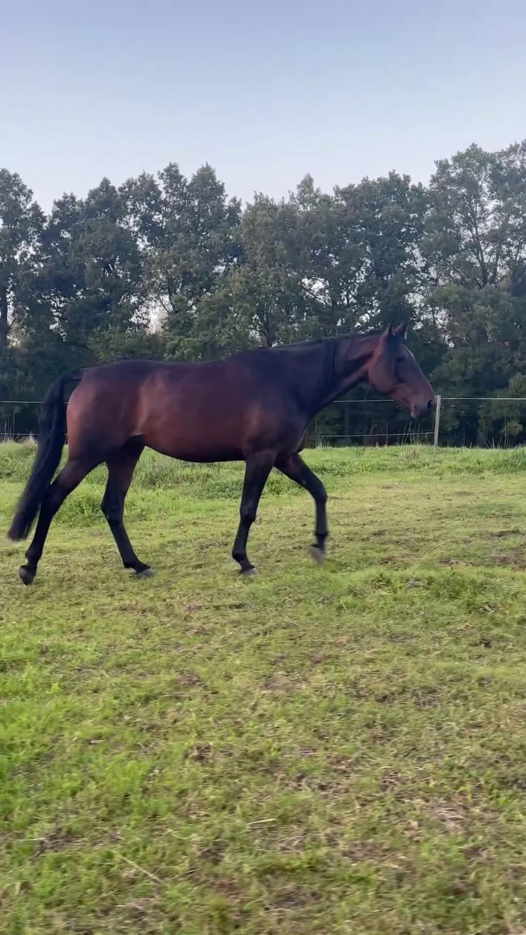 Allround hästar till salu: Min fina häst vill hitta ett nytt hem i Munka-ljungby - Video 1