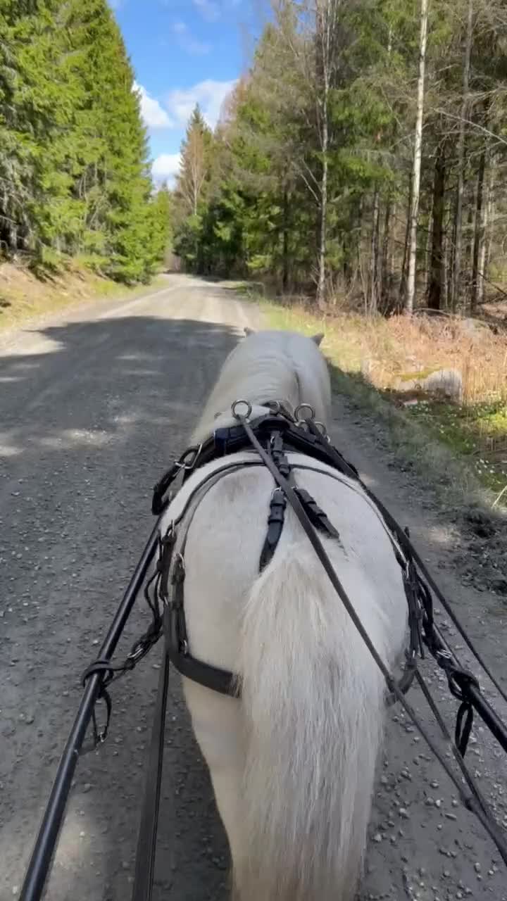 Allround hästar till salu: Världens finaste lilla kille - Video 1