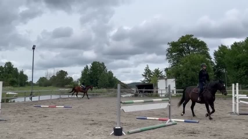 Hoppning hästar till salu: Superfin spranghest vurderes solgt - Video 4