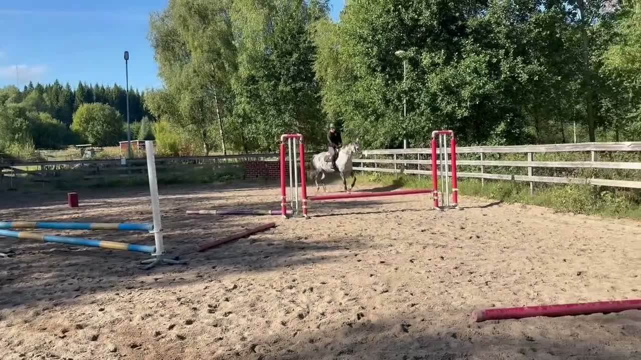Allround hästar till salu:     Trevligt sto söker kärleksfullt hem - Video 4