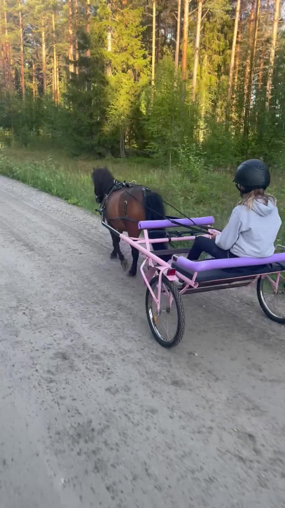 Allround hästar till salu: Vår charmiga Shettis söker nytt hem - Video 3