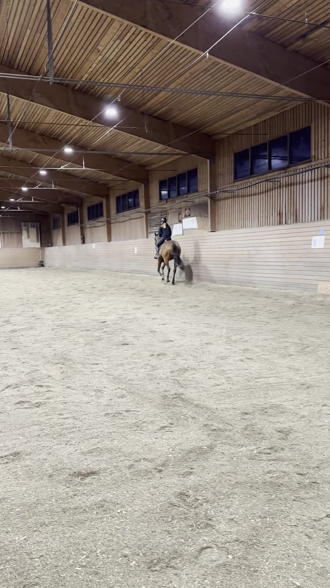 Allround hästar till salu:  Trevlig fullblodsvalack  - Video 3