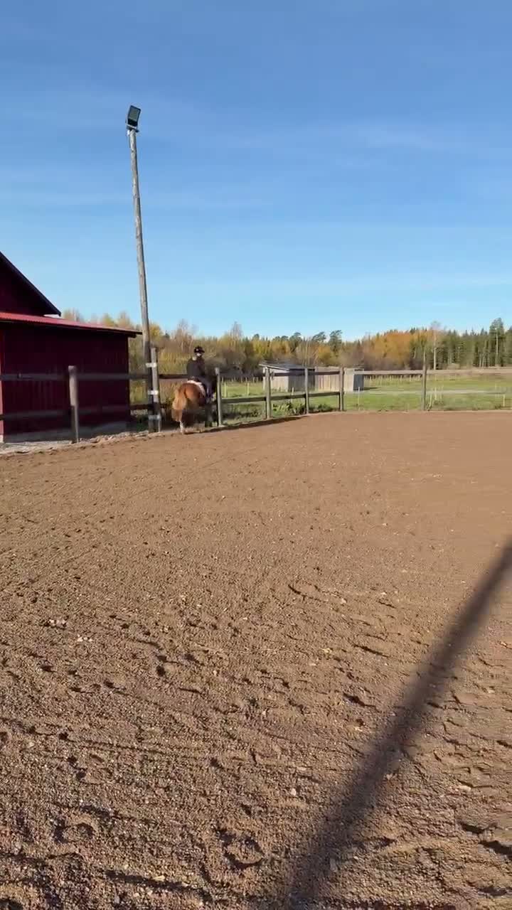 Dressyr hästar till salu: Fantastisk Welsh ponny  - Video 2