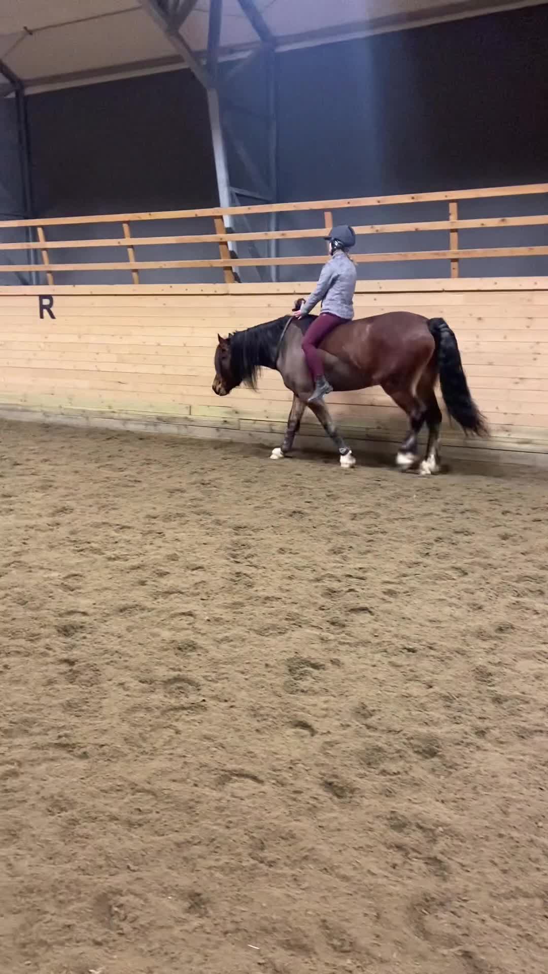 Allround hästar till salu: Världens bästa Lurex❤️ - Video 1