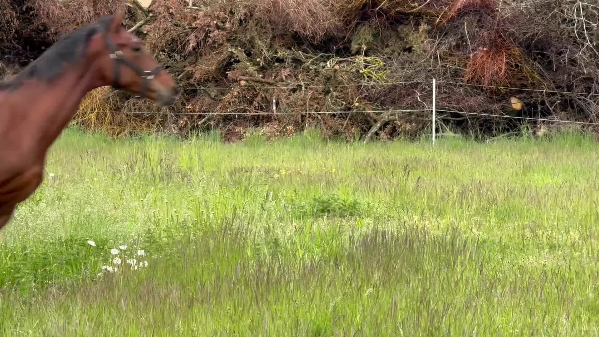 Hoppning hästar till salu: 2-årig e. Caccafly CL - Video 1