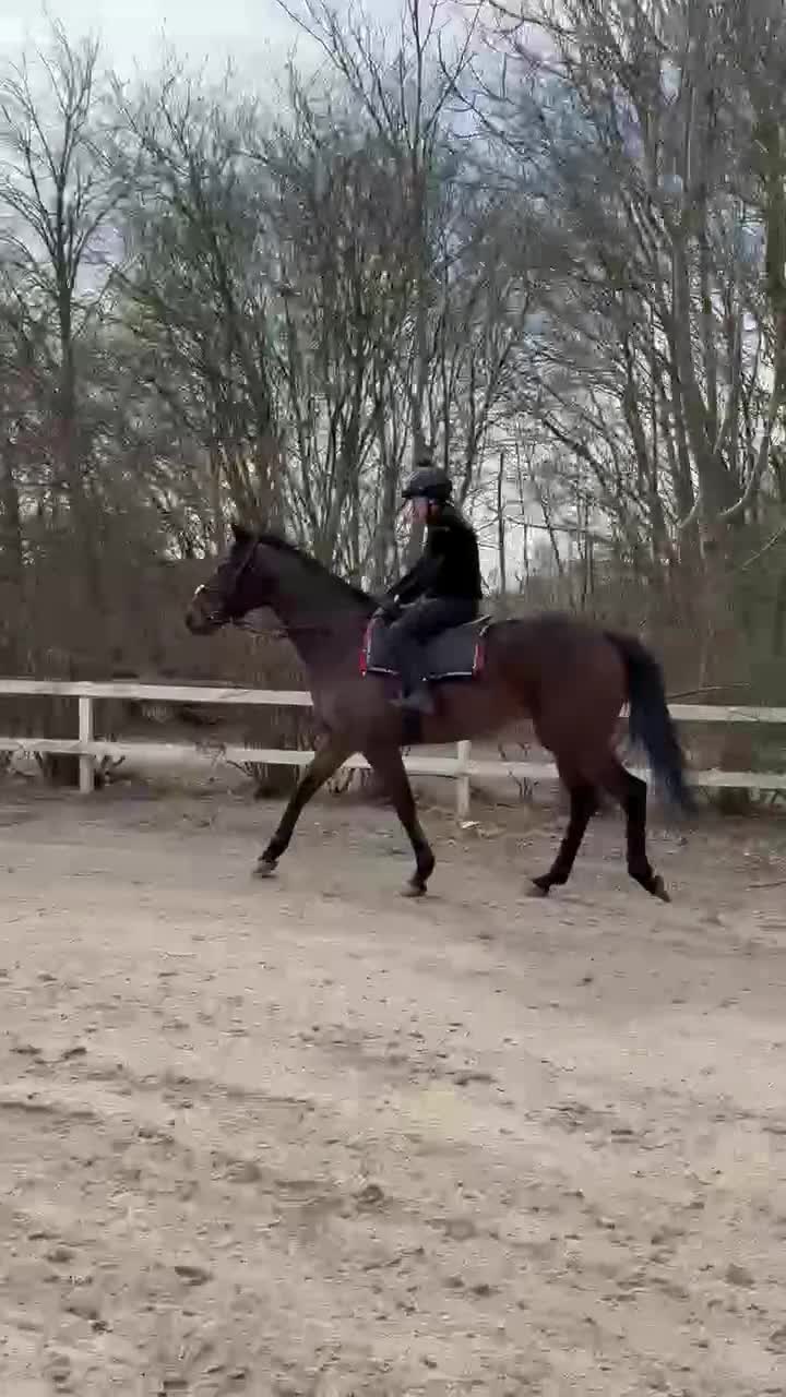 Allround hästar till salu: Fullblod med förutsättning till vad man vill. - Video 1