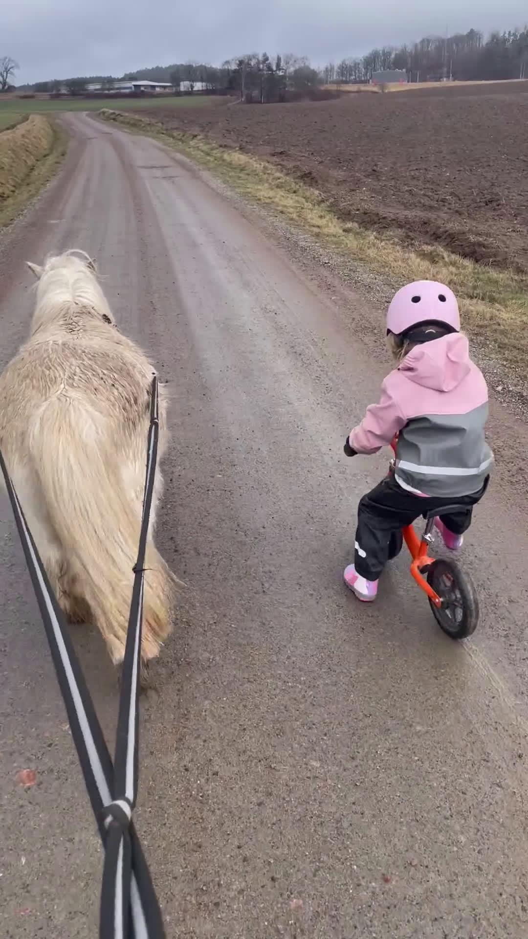 Allround hästar till salu: Världens bästa ponny söker ny bästa kompis - Video 5