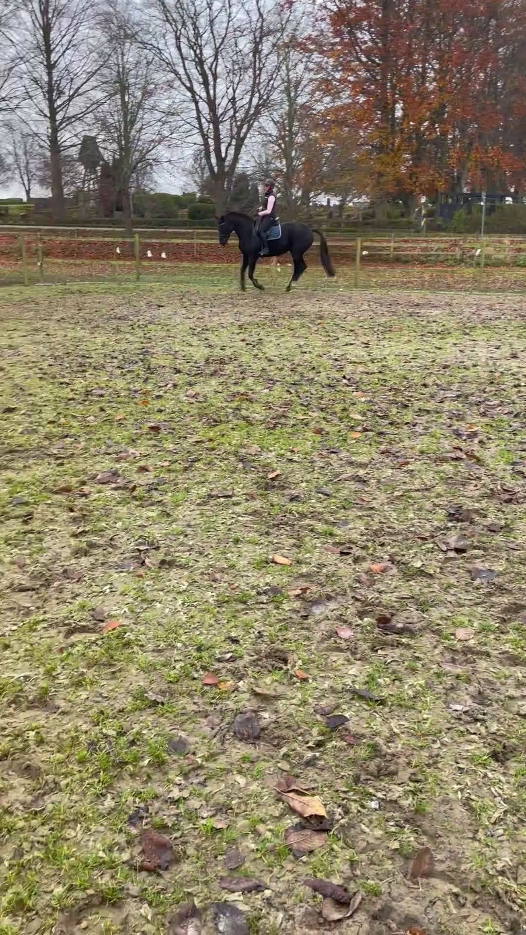 Dressyr hästar till salu: Dressyr sto i Lövestad - Video 1