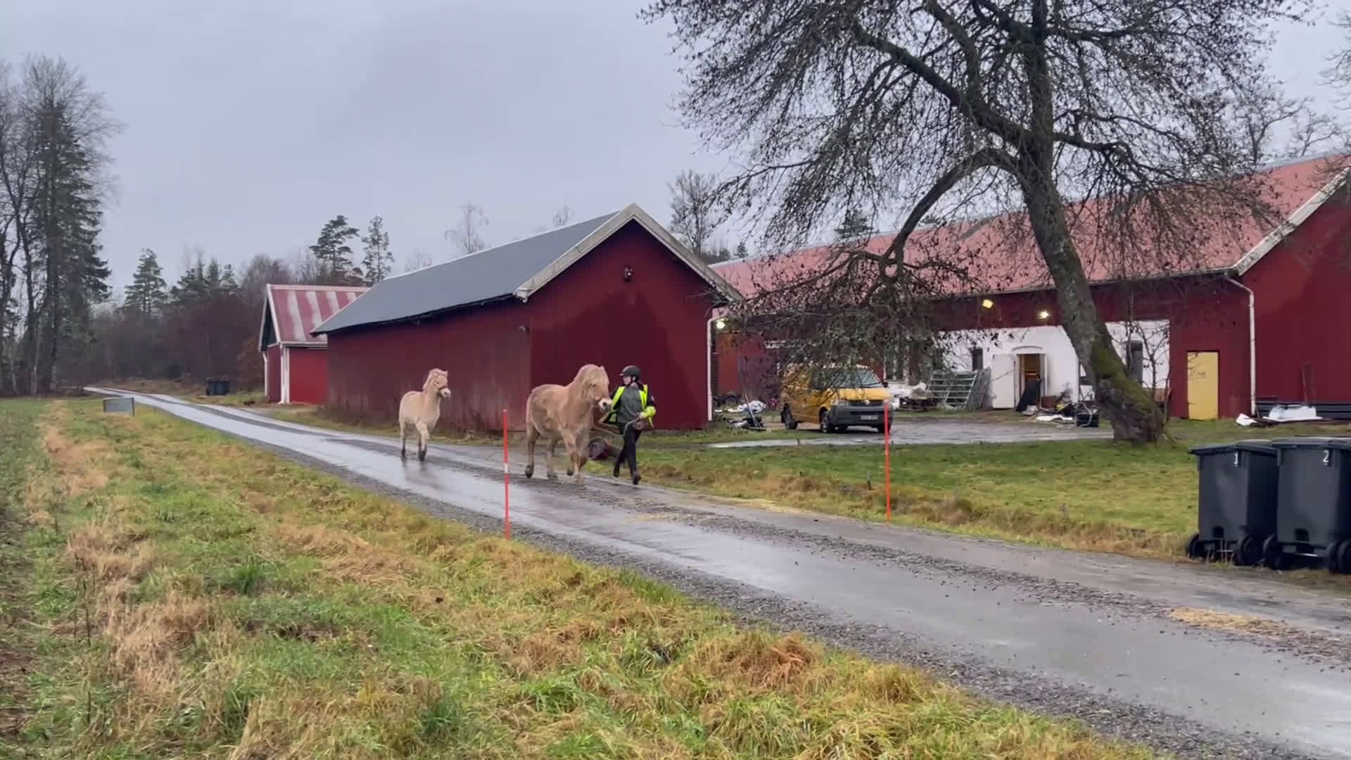 Allround hästar till salu: Rödblackt stoföl född 2 maj  i Trollhättan - Video 1