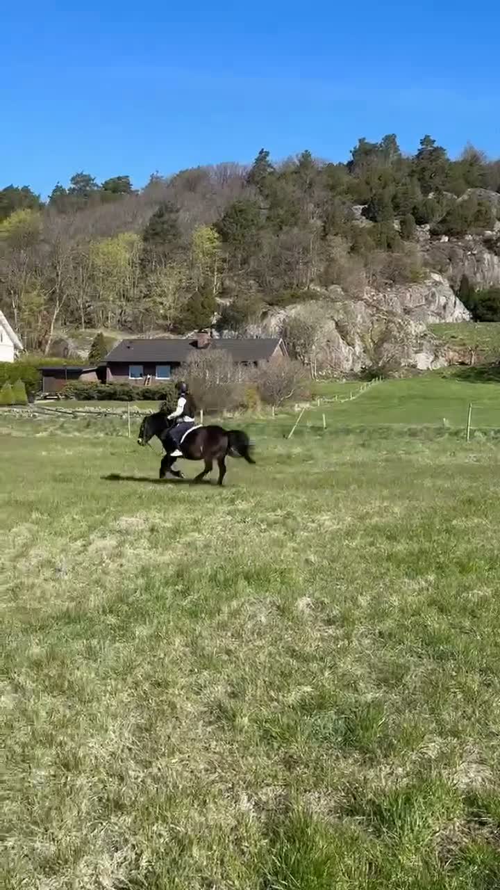 Allround hästar till salu: Vår älskade b-ponny söker nytt hem  - Video 1