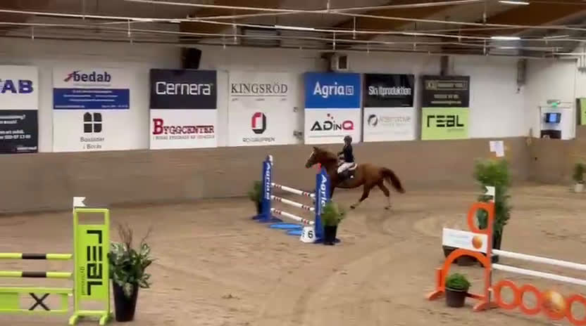 Hoppning hästar till salu: Snygg svenskfödd SWB-valack i Hedekas - Video 2