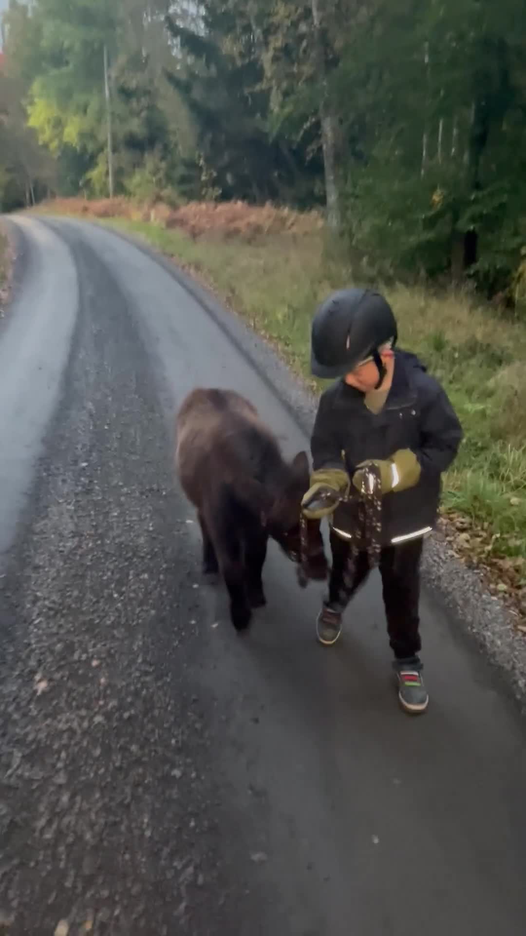 Utställning hästar till salu: Bamse - Video 1