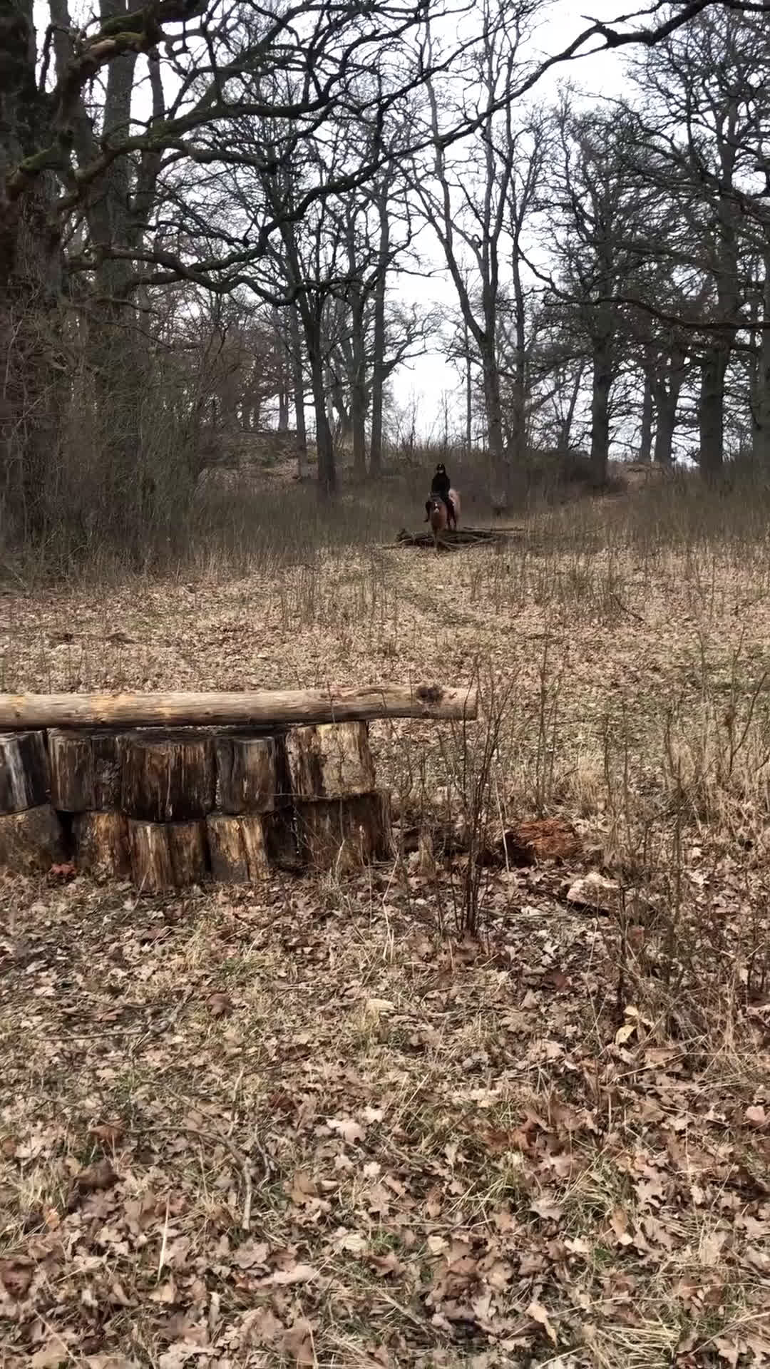 Allround hästar till salu: Guldponny till salu i Vällingby - Video 2