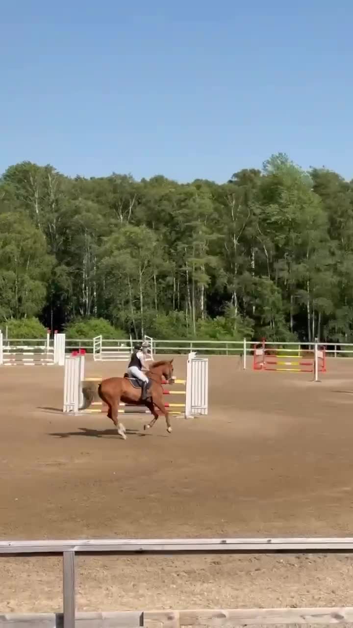 Hoppning hästar till salu: Sportig SWB valack  - Video 2