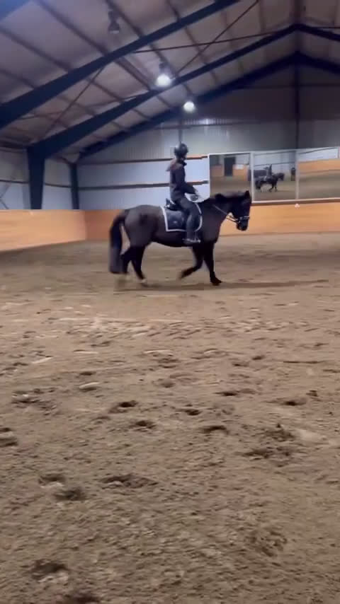 Allround hästar till salu: Fin läromästare❤️ i Vallda - Video 3