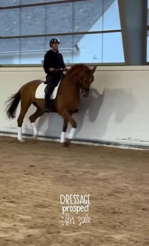 Dressyr hästar till salu: Fin 5-åring  - Video 1