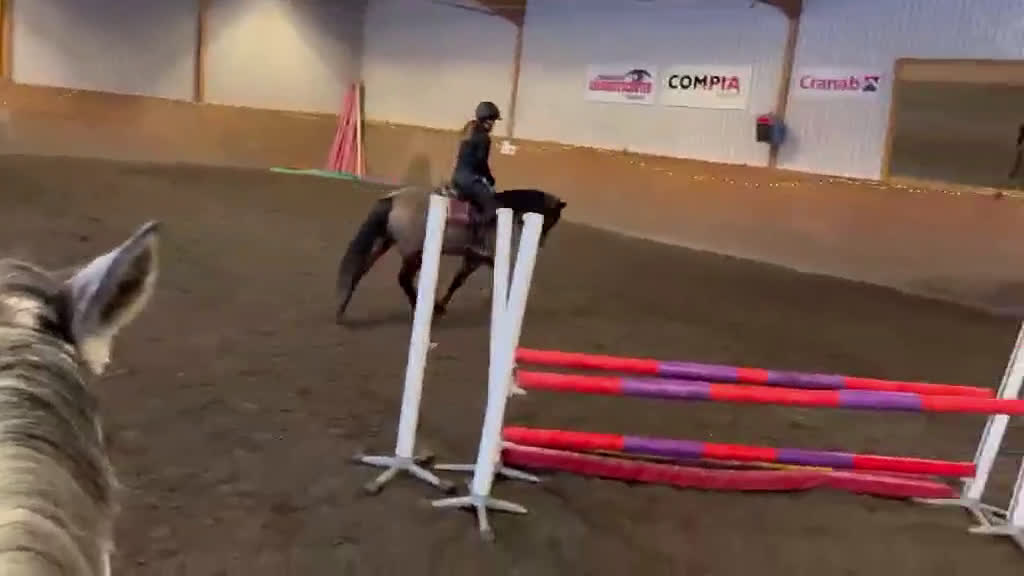 Allround hästar till salu: Söt ponny med personlighet och attityd i Vindeln - Video 1