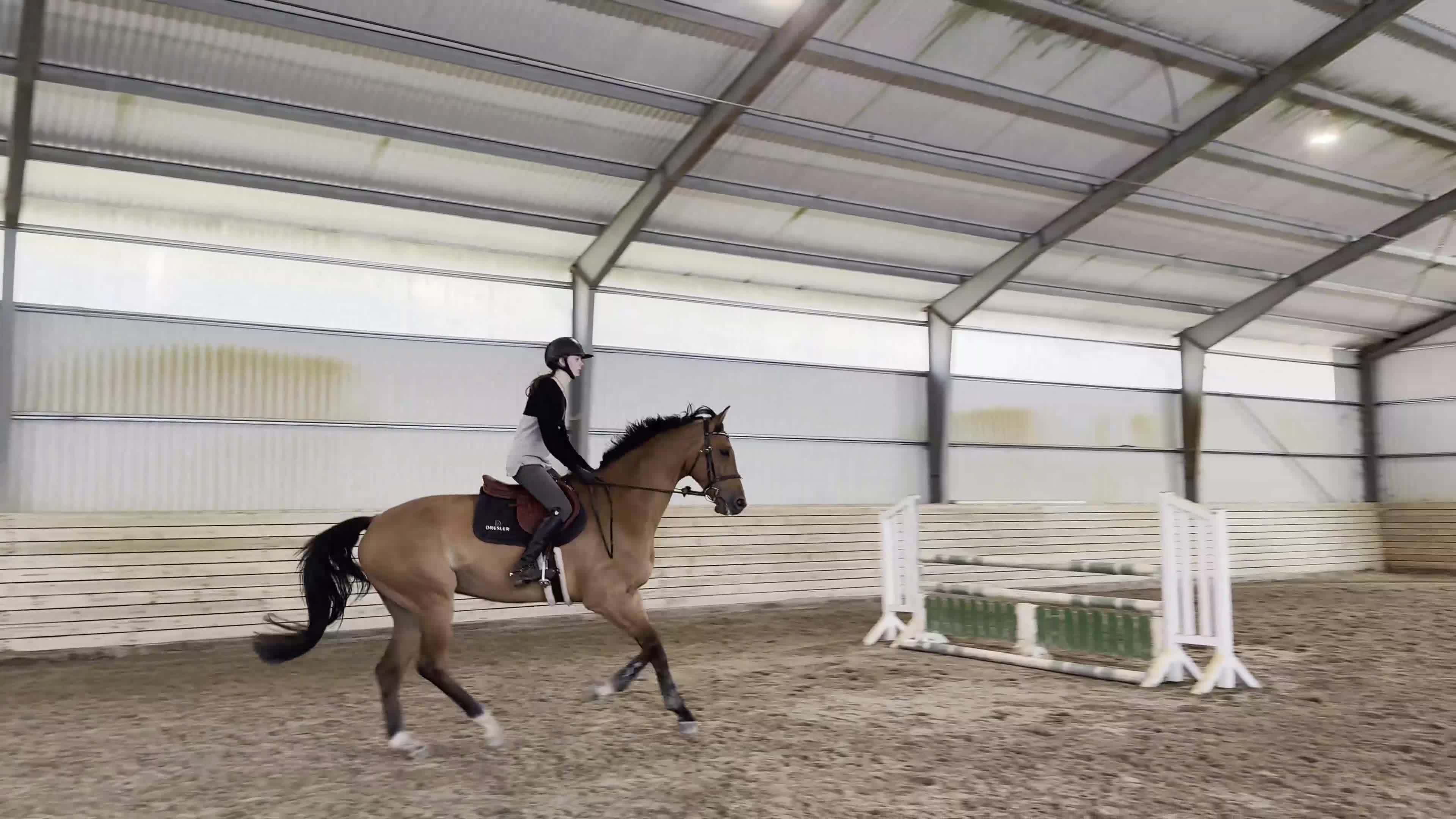 Hoppning hästar till salu: DV vallak fra 2019 efter Cantolar x Catoki - Video 1