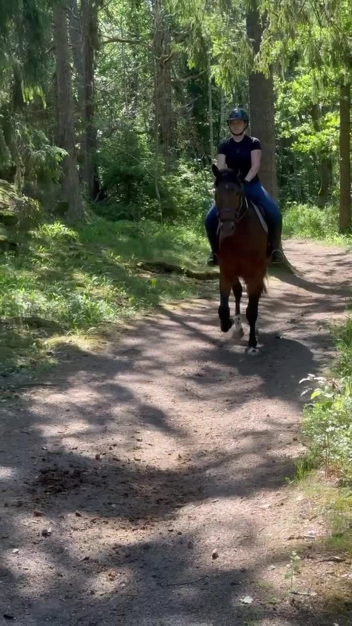 Hoppning hästar till salu: Lovande 3-årig valack e. Dom Perignon Z - Video 1