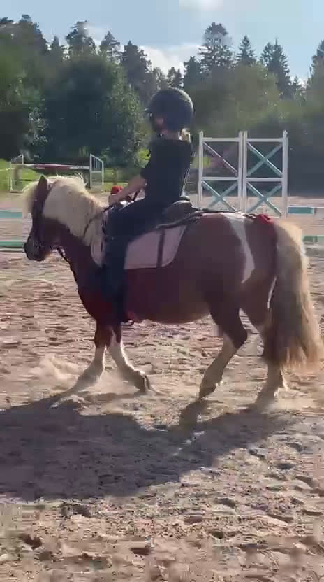 Allround hästar till salu: Fantastisk a-ponny i Ytterby - Video 1