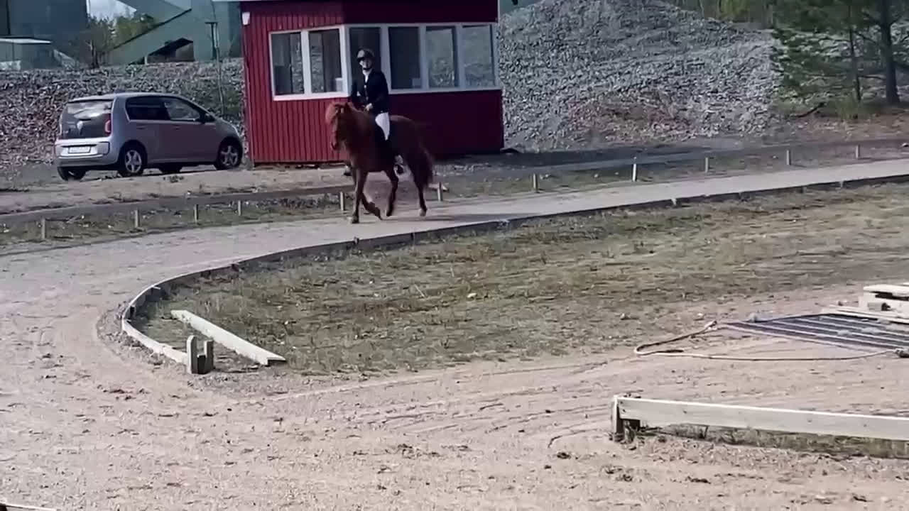 Island hästar till salu: Vackert sto i Skinnskatteberg - Video 1