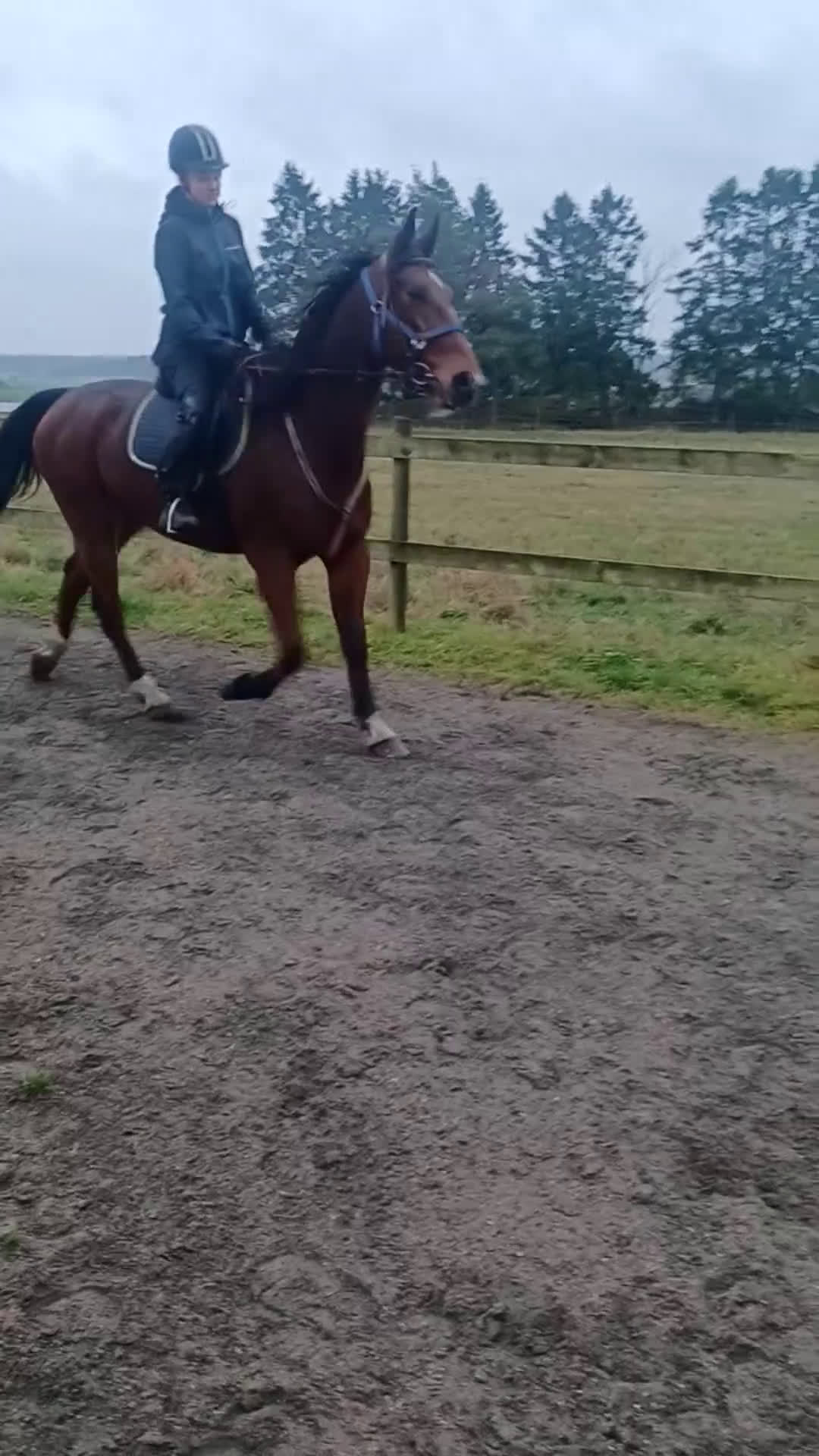 Övrigt hästar till salu: Trevlig ridhäst i Trollhättan - Video 1