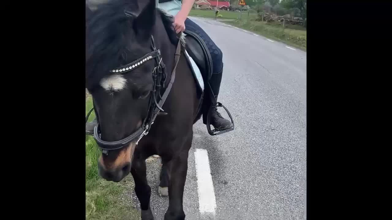 Allround hästar till salu: Bponny Allround körning/hopp/dressyr - Video 4