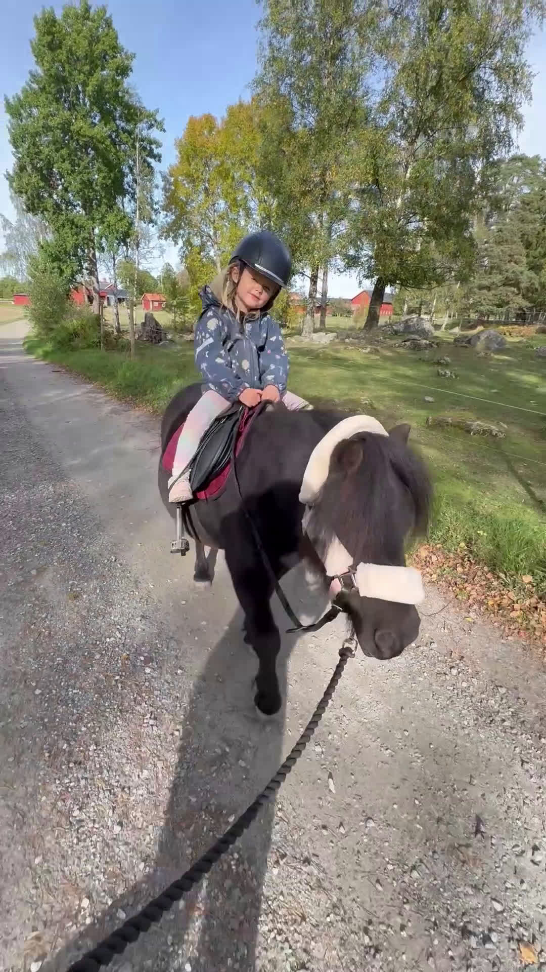 Allround hästar till salu: Fin shetlandsvalack - Video 2
